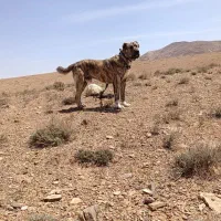 سگ  بی باک|سگ|شیراز, حومه شیراز|دیوار