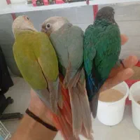 گرینچیک عروس هلندی