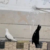 یک جفت کبوتردم سیاه