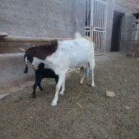 بز وبزغاله