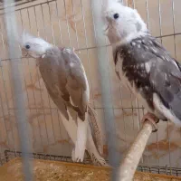 عروس هلندی