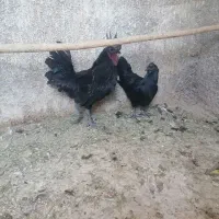 مرغ و خروس سیاه