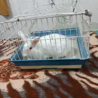 خرگوش لپ خونگی