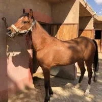اسب مادیان دره شوری