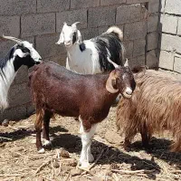6بز جوان چاق چاق ابستن دورگ115تومن اسفدن