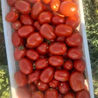 گوجه ربی|خوردنی و آشامیدنی|لالجین, |دیوار