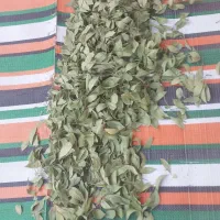 برگ درخت بو