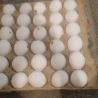تخم مرغ روز
