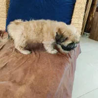 توله سگ شیتزو کراس