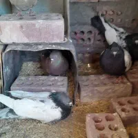 ۸عدد کبوتر همراه ۳ جوجه