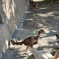 جوجه لاری