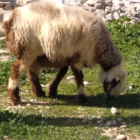 قوچ ترکی.میش .بره.