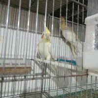 یک جفت عروس مولد