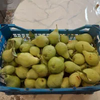 گلابی