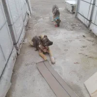 وگذاری دوعدد توله ۳ماه