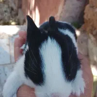 خرگوش
