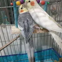 یک جفت عروس هلندی