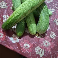 خیار محلی
