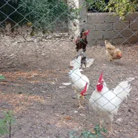 خروس ومرغ فروشی