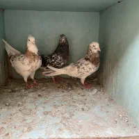کفتر غریبگیری سرور