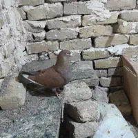 ۶،۷تا کفتر رنجر۳۵۰