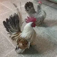 مرغ و خروس میناتوری و خروس