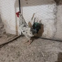 خروس گُلین پنگوئنی