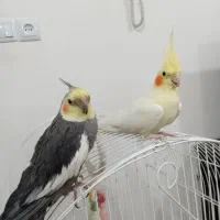 فروش یک جفت عروس هلندی