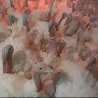 فروش بوقلمون گوشتی در شهرستان سراب به صورت عمده