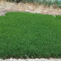 بذر شلتوک شمیم