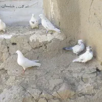 کفتر