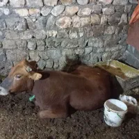 گاو نر قربانی