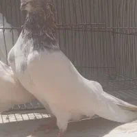 کبوتر نوک قنار