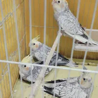 جوجه عروس هلندی رام وباهوش