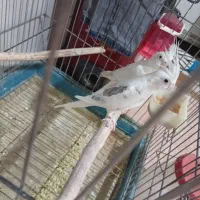 عروس آلبینو نروماده