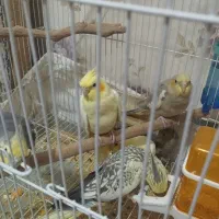 عروس هلندی