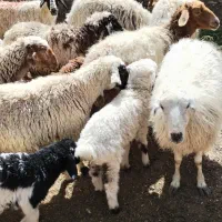 میش|حیوانات مزرعه|اقلید, |دیوار