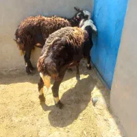 بره نره قزل افشار لخت پوست گاوی