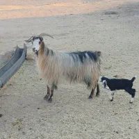بی و بز جوان