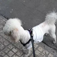 پودل و شیوا|سگ|شهر ری, ظهیرآباد|دیوار