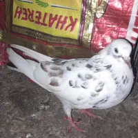 سرور سرخ