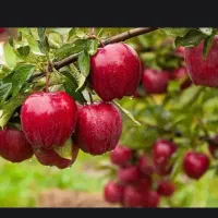 برداشت تناژ بالاتر میوه
