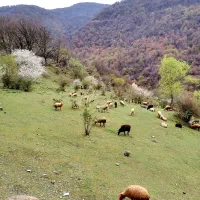 چادر کوهنوردی
