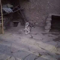 سگ  یک ساله