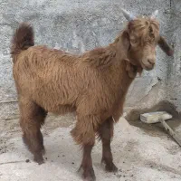 کهره نر و ماده