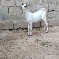 کهره نر صومال اصل