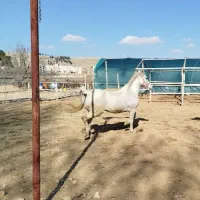 برکت مادیان ترک خالص