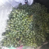 غوره انگور دیونه