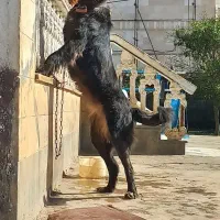 ماده سرابی درجه یک اصیل بشرط زایمان