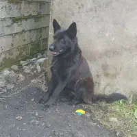 Black german|سگ|پره‌سر, |دیوار